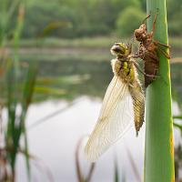 Newly emerged Four-Spotted Chaser wideangle 3 